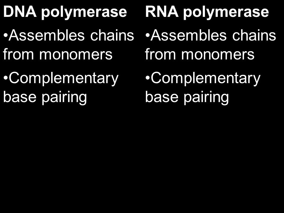What is the difference between DNA polymerase vs. RNA polymerase?
